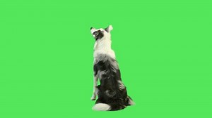 clip-5018561-dog-barking-green-screen-studio