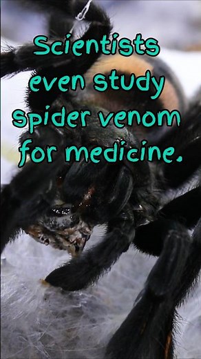 Venom ≠ Evil — Why Tarantulas Use It 🕷️