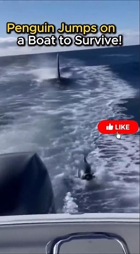 Penguin Jumps on a Boat to Survive! #orca #killerwhales #wildlife