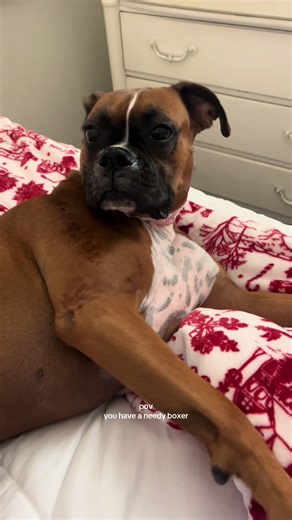 Understanding Your Needy Boxer Dog Behavior