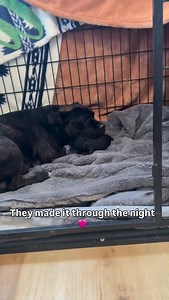 Momma and puppy did well overnight and were discharged from the hospital this morning. Both momma and puppy are now taking the best nap of their entire lives in a nice, heated room with fuzzy blankets, a bowl filled with food and a White noise machine playing ocean sounds. The hard part is over now, Elphaba. Welcome to the rest of your life. #phbtElphaba (baby to be named once we determine the sex) | Philly Bully Team