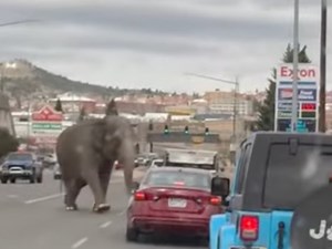 Circus elephant, 58, causes chaos in Montana town after slipping her handlers