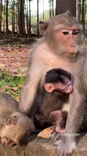 Discover the Adorable Monkeys Family Moments