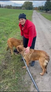 Azyl opanowała mafia🫣 Ależ są boskie...❤️ Są obłędne! Wyglądają jak kopie mojego Boya, to niesamowite🥹 Kiedy serce mi jeszcze płacze nagle zjawiają się trzy kopie mojego Boya... Przypadek? Czy może "ktoś" chciał otrzeć moje łzy... Ech życie... Lukas, Leon i dziewczynka, o której daliśmy na imię Boyka są podopiecznymi WIOZ. Zawładnęły moim sercem w trzy sekundy i szukamy dla nich najlepszych domów na świecie. Mają ok 5-6 miesięcy, są duże, a będą jeszcze większe. Ich mama, która jest z nimi to 