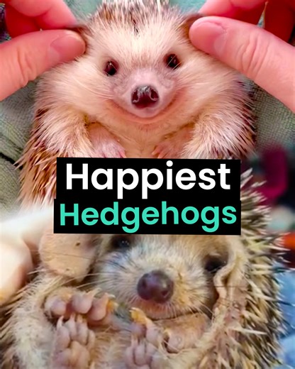 470K views · 10K reactions | The Cutest & Happiest Hedgehogs 璉 ! | Animal Antics | Facebook