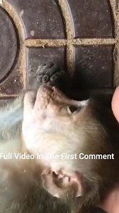 Baby Monkey Alex in Trouble – So Sad to See! | Monkey history 2024