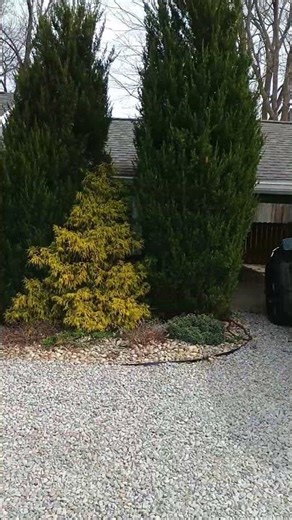 working on my neighbor's lawn, it'll look great when I'm finished