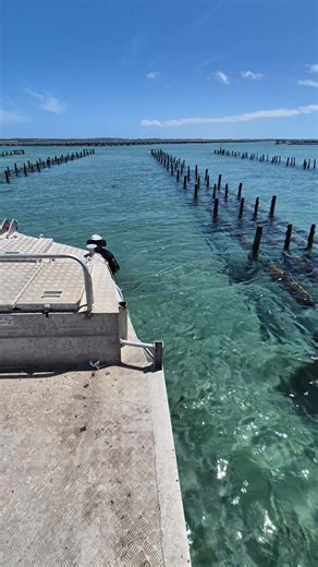 Our esteemed sales manager Darian Baldwin cruising around doing his stock take. He gets to shuck and sample oysters over kilometers of our farms grading them into A,B,C,D grades. For some people this could be considered the greatest job on earth !!!! Bon appetit 😁 | Coffin Bay Oyster Farm