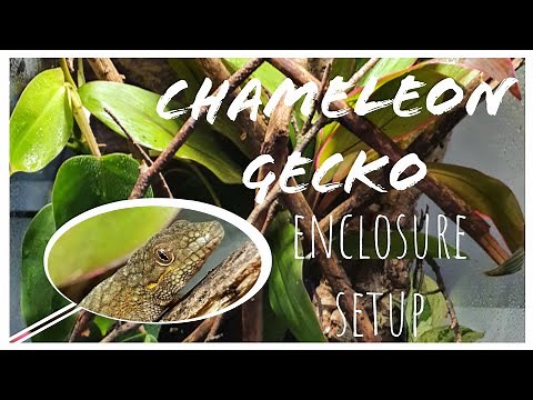Chameleon Gecko Enclosure Setup | Eurydactylodes agricolae