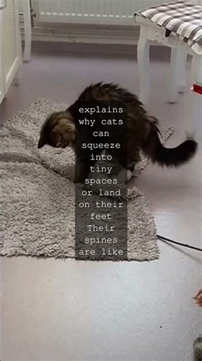 Feline Flexibility and Human Bones A Tale of Vertebrae Did you know cats have 30...