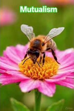 MUTUALISM| IMPORTANT QUESTION SERIES| 12 BIOLOGY #boardexampreparation #neetbiology