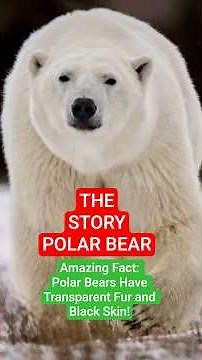 The Story of Polar Bears About Actually Have Transparent Fur and Black Skin!