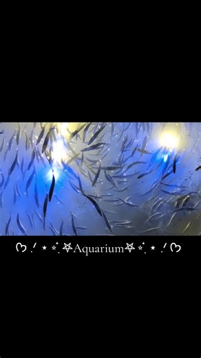 Plum :) (@viola_sororia)’s videos with original sound - Plum :)