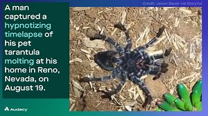 58K views · 18 reactions | Watch this hypnotizing timelapse of a pet tarantula shedding it's exoskeleton. | Audacy | Facebook