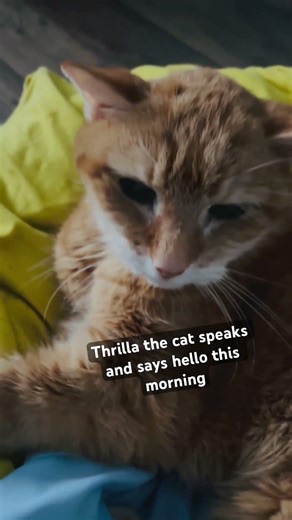 Thrilla the cat says hello this morning #catsofyoutube #cat #fyp