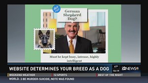This new app tells you what breed of dog you resemble