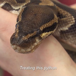 118K views · 3.9K reactions | Snake struggling to breath needs help ASAP | Vet On The Hill | Facebook