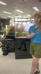 5.4K views · 69 reactions | Multiple Tank Syndrome is a real. Please reach out to your friend or loved one if you suspect theyre struggling with this addiction ️ Take it one day, one tank at a time #multipletanksyndrome #aquarium #naturepetsandaquariums #addiction #help #fishtankaddiction #aquascaping | Nature Pets & Aquariums | Facebook