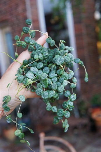 Hoya Serpens Splash - Etsy