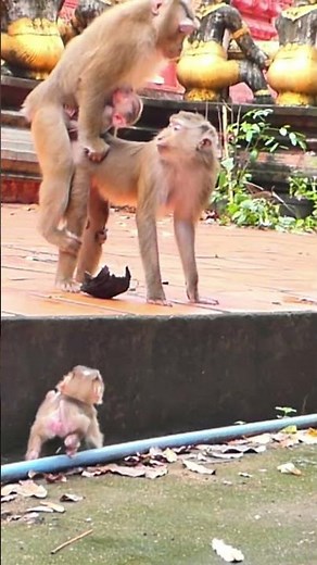 Little Monkey Sari and Laurel wants Mama take care of