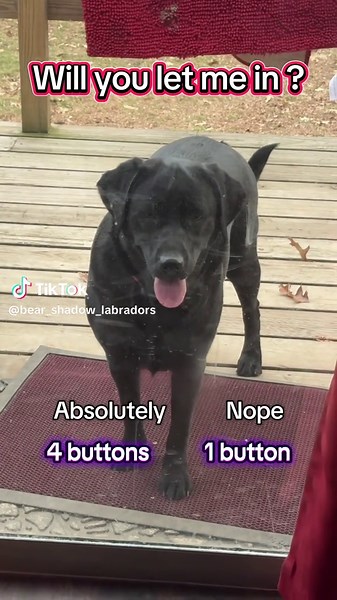 #dogsoftiktok #blacklabs #labradorretriever #cutedogs