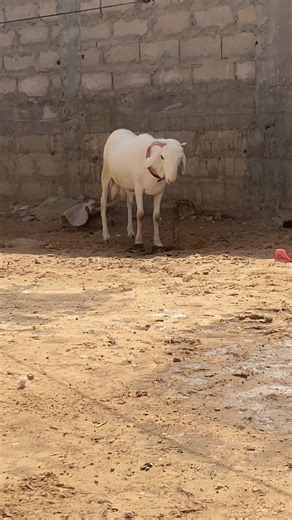 Vidéos de Baye Mbaye (@baye.mbaye607) avec son original - GAYNAAKO