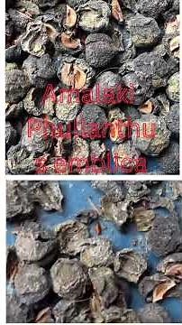 “How to Make Triphala Powder at Home | Benefits & Easy Ayurvedic Remedy | Ayurvaidya”#triphalachurna