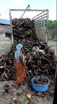 Crushed Bone Boiling for Gel Bone making. #buffalo #mbm #bone #fertilizer #rendering #crushing