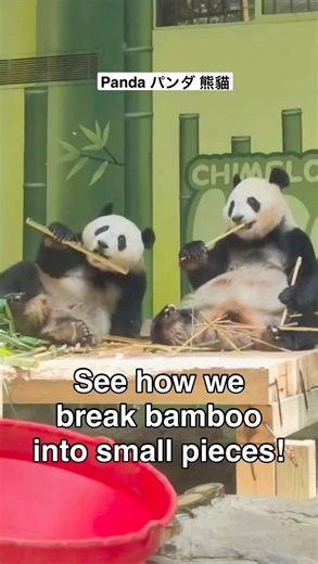 Pandas: We can break bamboo into small pieces パンダ 大熊貓 大熊猫