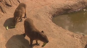 Meet the Houston  Zoo's capybaras