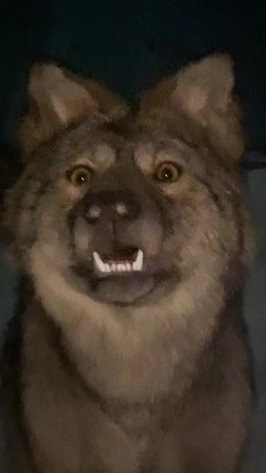 Exploring Scary Stories About Wolves