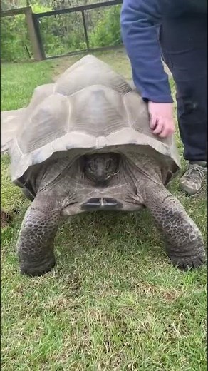 Tortoise at the Nashville Zoo gyrates after having shell scratched