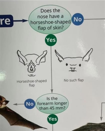 Michael H-cook | #bat #bats #freakinbats #nosuch #flap #nose #halloween | Instagram