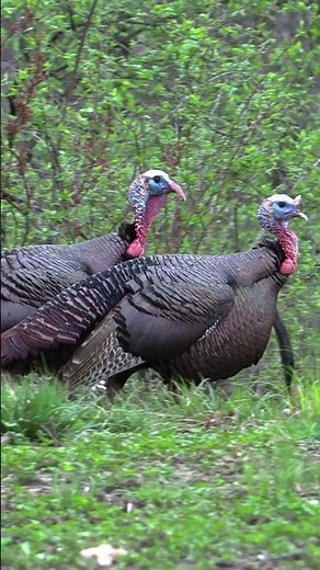Live Now! Epic Hunt in the Hardwoods!