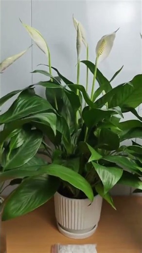 🌿 Cây Kiểng Lá Lan Ý – Cây Cảnh Đẹp Cho Nhà Và Văn Phòng 🌿