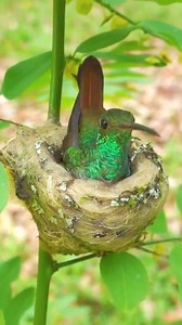 Rufous-tailed Hummingbird (Amazilia tzacatl): Its most striking feature is the bright rufous (reddish-brown) tail, which contrasts with its shimmering green body. It measures about 10–12 cm (4–4.7 inches) long and weighs around 5–6 grams, making it medium-sized for a hummingbird. Found from southern Mexico through Central America to western Colombia and Ecuador, in tropical and subtropical regions. Known for being very territorial and aggressive, it fiercely defends feeding areas from other humm