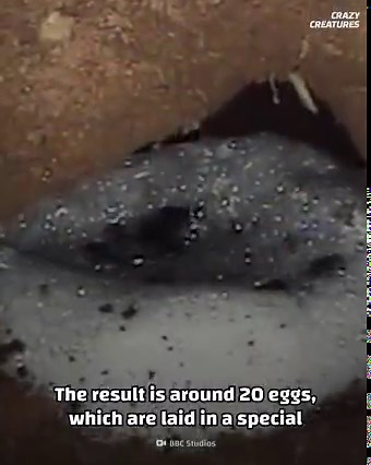 114K views · 1.3K reactions | This Frog Sounds Like a Squeaky Toy #CrazyCreatures | Crazy Creatures | Facebook