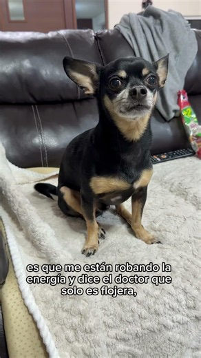 Mi perrito pensando que era envidia 😂 #dog #chihuahua #perros