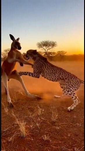 When Speed Meets Power — Cheetah vs Kangaroo Real-Life Battle!