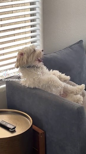 Maltese Poodle Mix: An 80-Year-Old Man Trapped in a Small Body