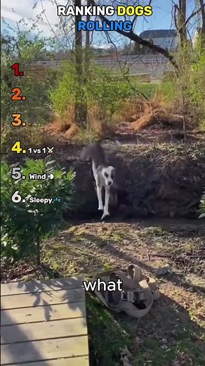 Ranking Dogs Rolling | Funny Dog Videos #shorts #viral