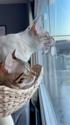 bengal cats yell at birds || ekekekkekkek