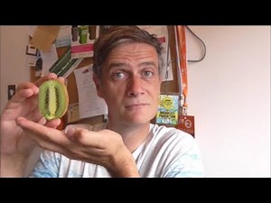 HOW TO GROW A KIWI FROM A STORE BOUGHT FRUIT #kiwifruit #ukgardening #homesteading