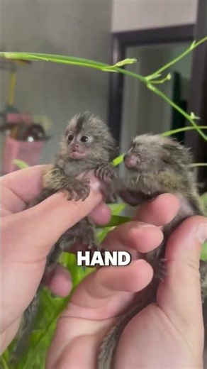 cute pygmy marmoset #cute #animals #facts