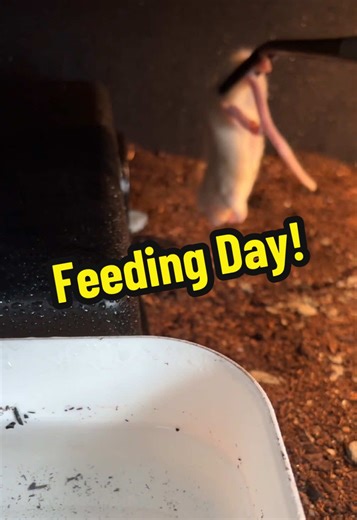 Feeding Day with Rosy and Dahlia: Snake Feeding Fun