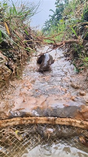 179K views · 428 reactions | fishing in rainy season #reels #fish #fishinglife #fishingtime | Alaska Fishing | Facebook