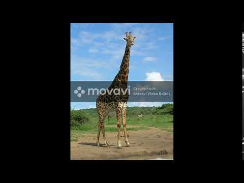 Giraffe Moaning Sound Effect