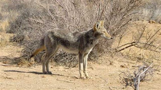 North Carolina Forest officials warn hikers after a coyote attacks two people