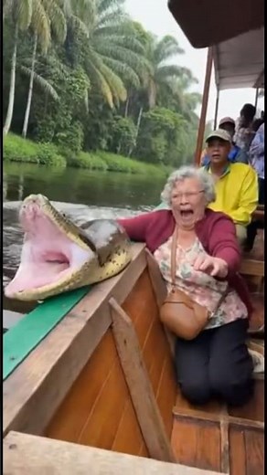Anaconda Jumps Onto Boat — Grandma Panics | River Incident #Shorts