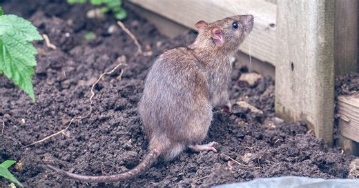 Comment éliminer les rats en douceur